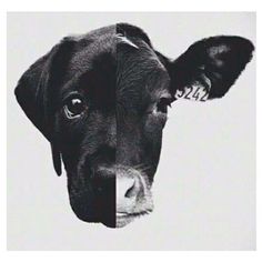 a black and white photo. Half of the photo is a dogs head and the other half is a cows.
