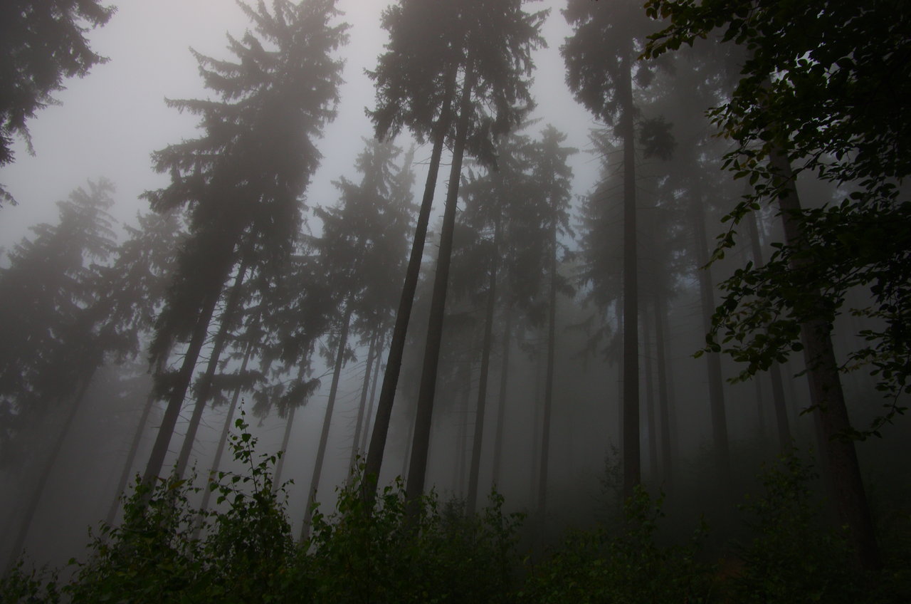 A foggy forest, green bushes and tall trees, enveloped by clouds. Mysterious.