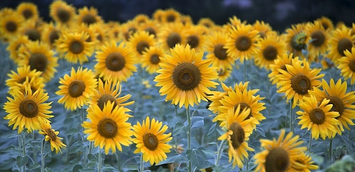 A field of sunflowers. The sunflowers are bright yellow, and in abundence.